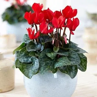 Affordable outdoor landscaping in Waupaca, WI by Silver Mist Garden Center