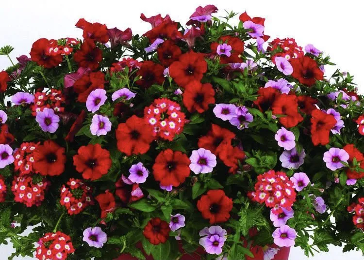 Professional landscape design experts serving Waupaca, WI - Silver Mist Garden Center