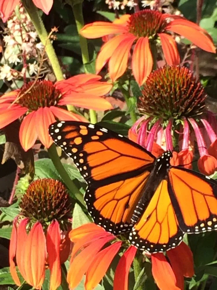 Professional residential landscaping in Waupaca, WI - Silver Mist Garden Center