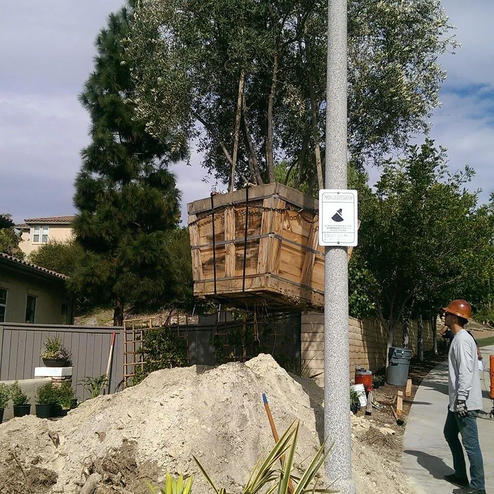 Top-rated yard cleanup service experts serving Vista, CA - Silver Scapes