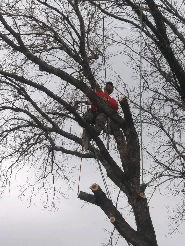 Local lawn care service in Sparks, NV - Silver State Tree Service and Lawn Care