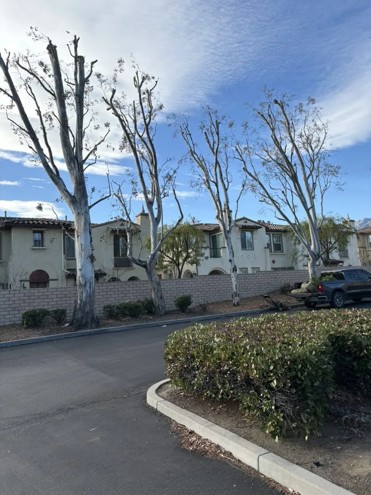 Top-rated landscape installation in Adelanto, CA by Silverado Landscape