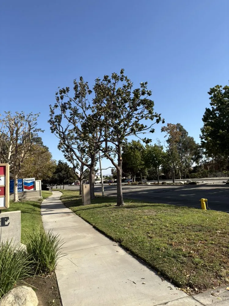 Trusted yard maintenance experts serving Adelanto, CA - Silverado Landscape