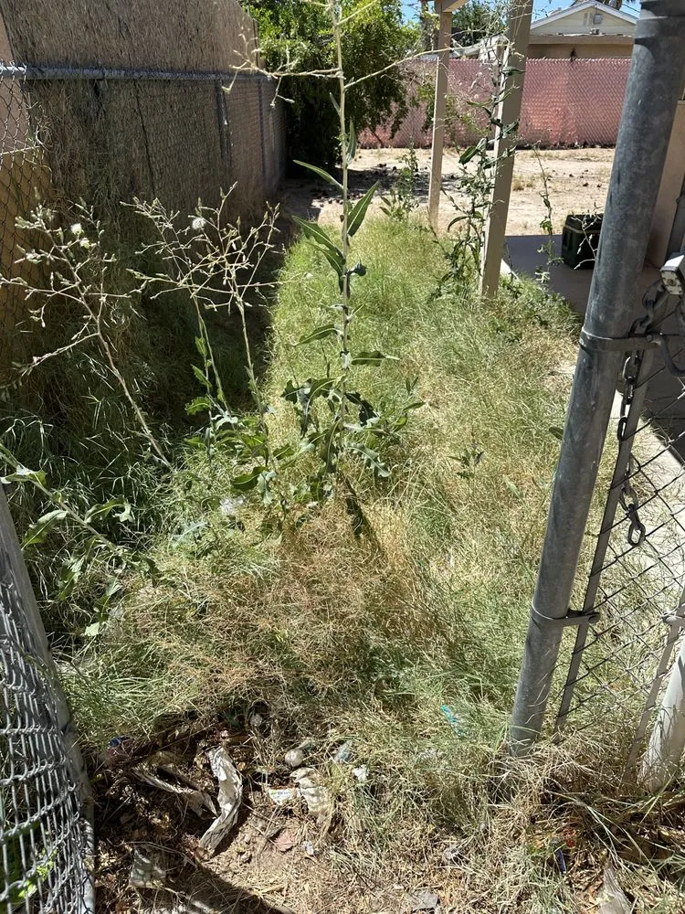 Affordable landscape design for year-round maintenance across Las Vegas, NV - Silverado Landscapes