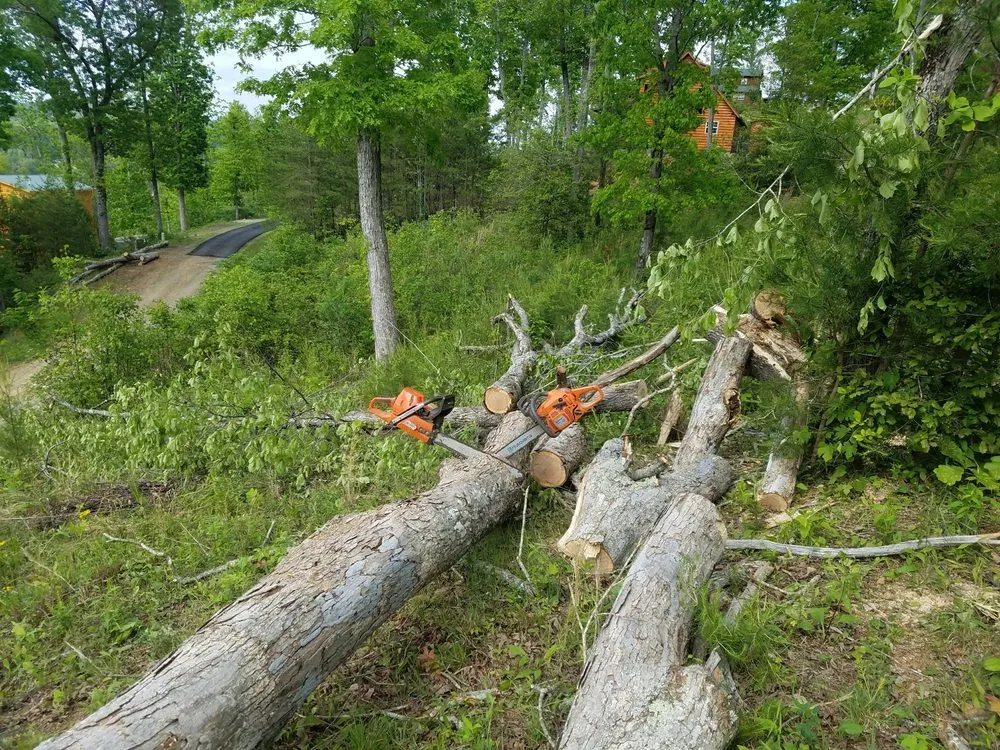 Trusted landscape design in Friendswood, TX - Silverback Tree & Landscaping