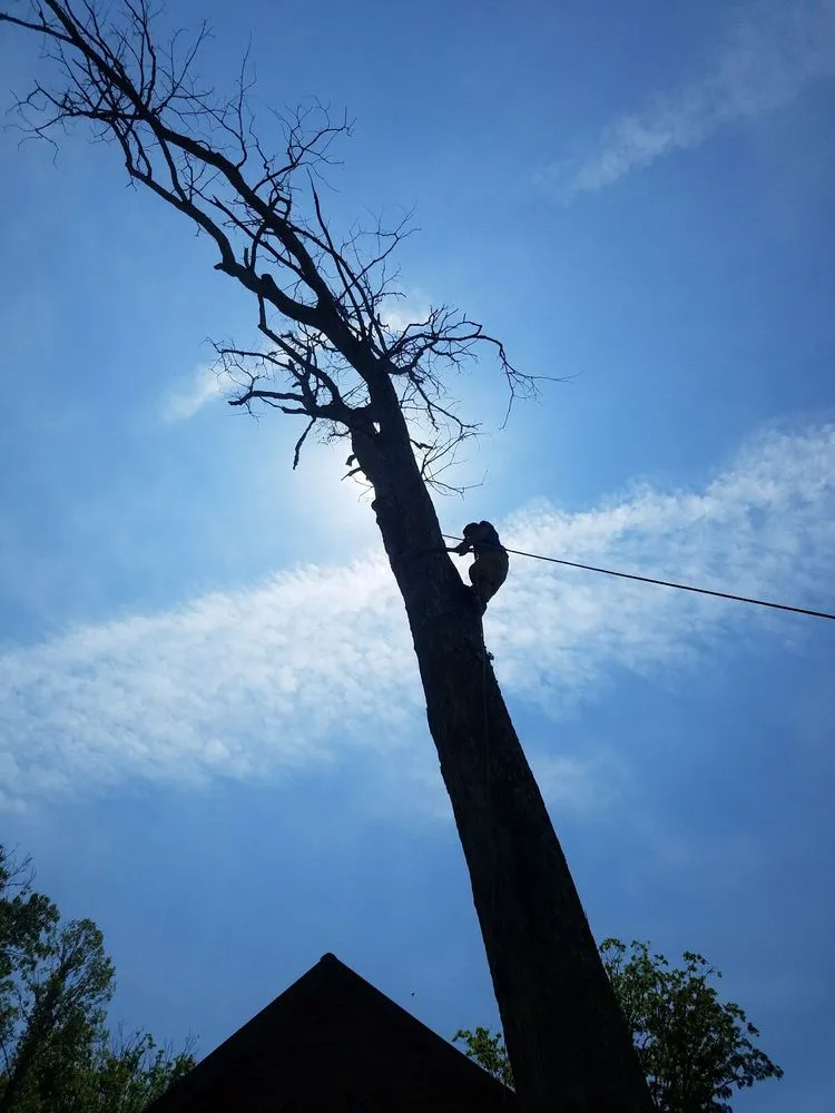 Custom landscape design experts serving Friendswood, TX - Silverback Tree & Landscaping