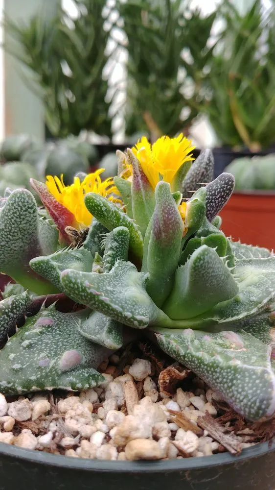 Local lawn mowing service in Tucson, AZ - Silverbell Nursery