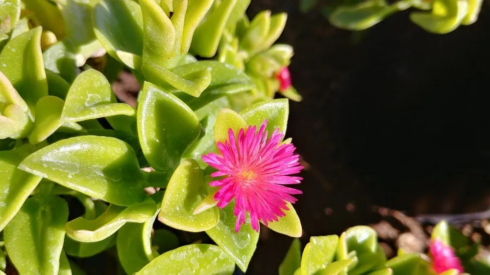 Trusted landscape installation for homes in Tucson, AZ by Silverbell Nursery