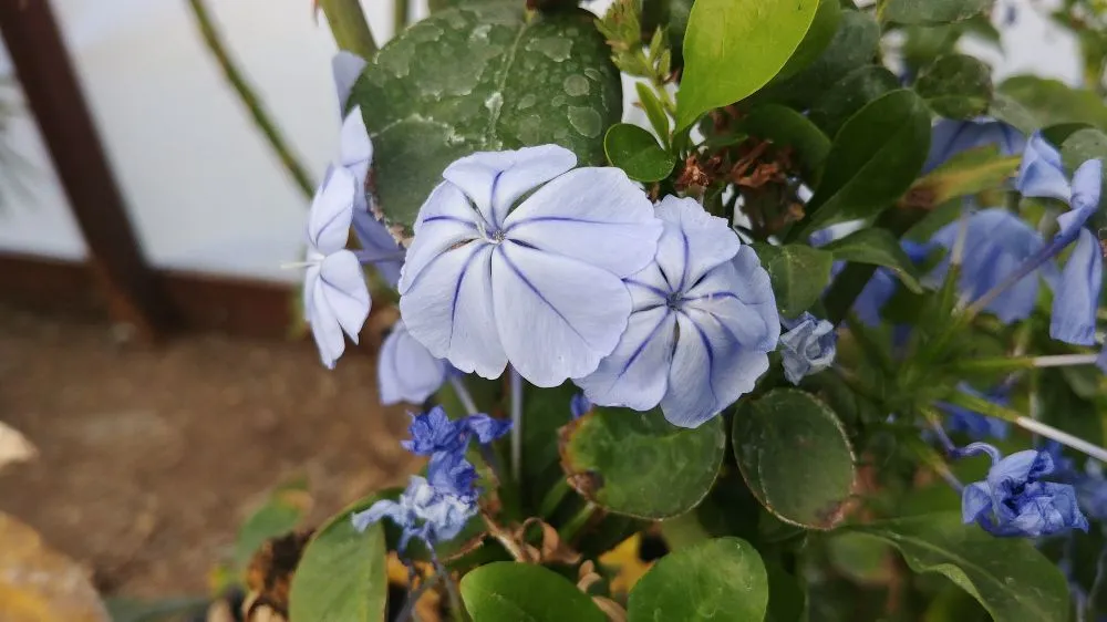 Trusted landscape design in Tucson, AZ by Silverbell Nursery
