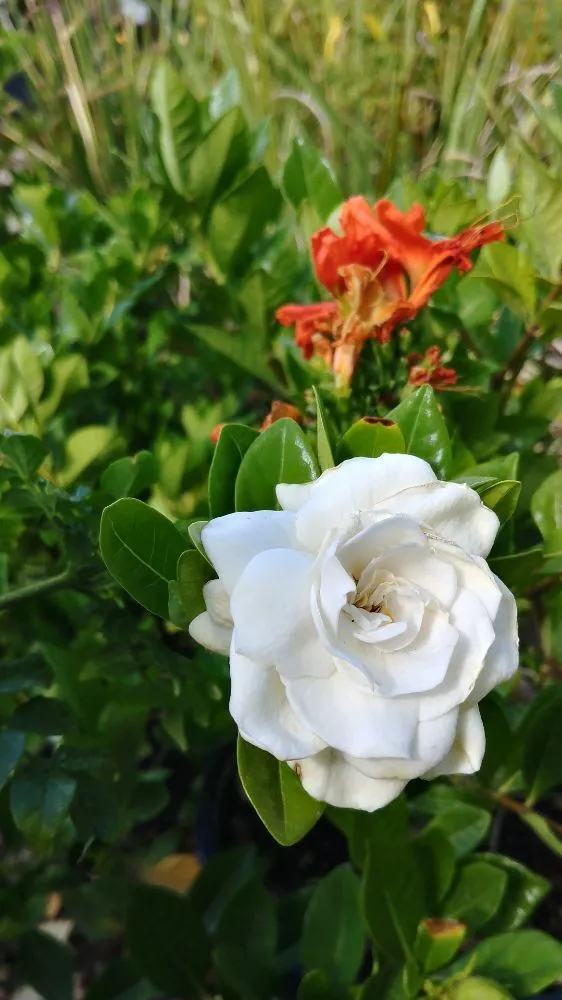 Custom yard cleanup service experts serving Tucson, AZ - Silverbell Nursery