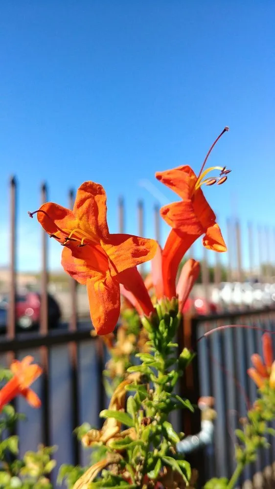 Custom outdoor landscaping for homes across Tucson, AZ - Silverbell Nursery