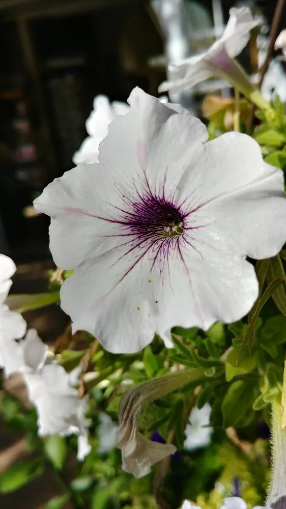 Professional landscape installation with custom design across Tucson, AZ - Silverbell Nursery