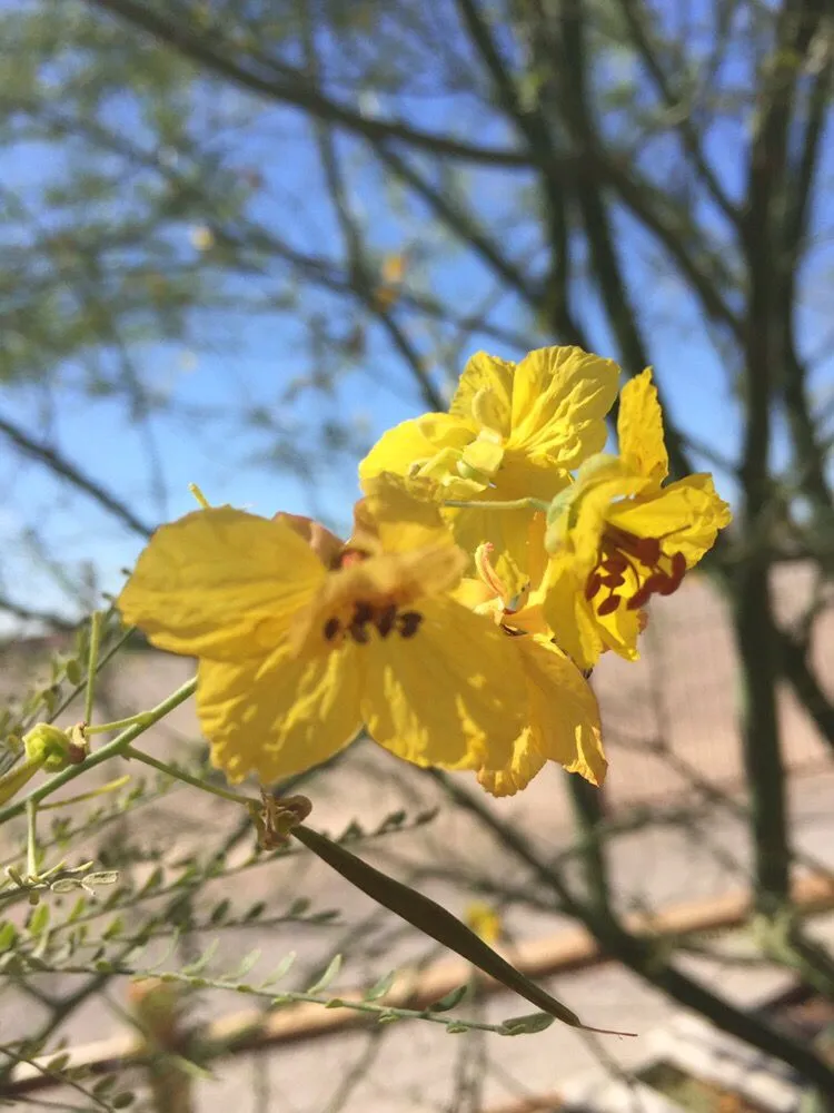 Affordable lawn mowing service in Tucson, AZ - Silverbell Nursery