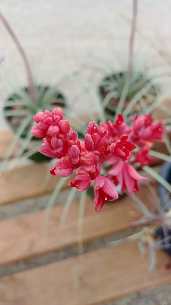 Trusted yard maintenance in Tucson, AZ by Silverbell Nursery