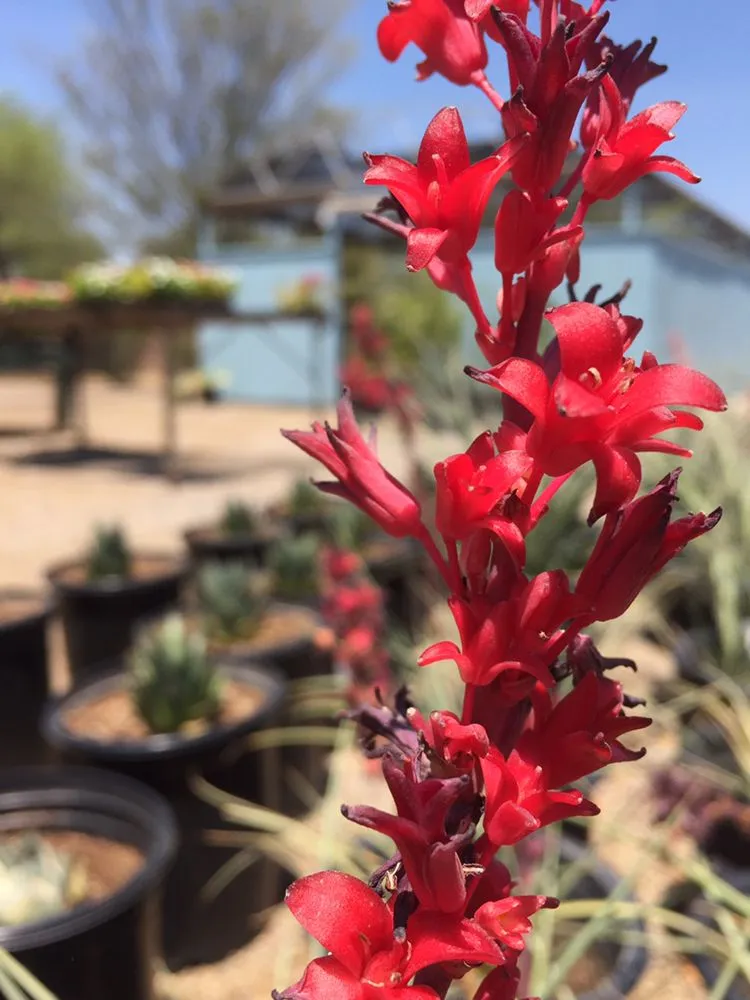 Local residential landscaping in Tucson, AZ - Silverbell Nursery