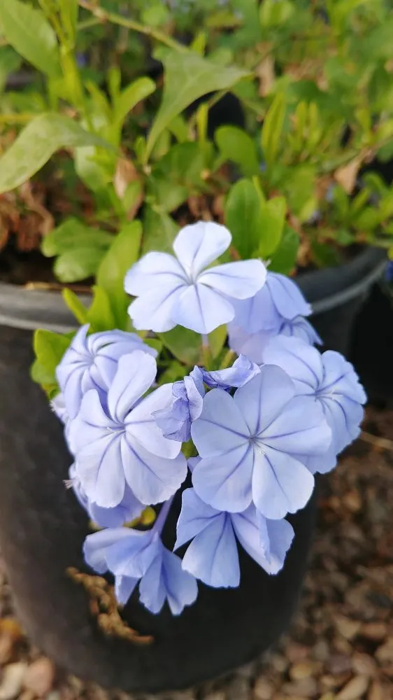 Professional yard maintenance experts serving Tucson, AZ - Silverbell Nursery