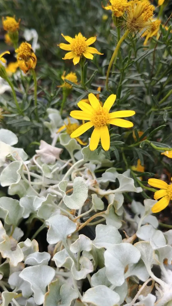 Reliable yard cleanup service in Tucson, AZ by Silverbell Nursery