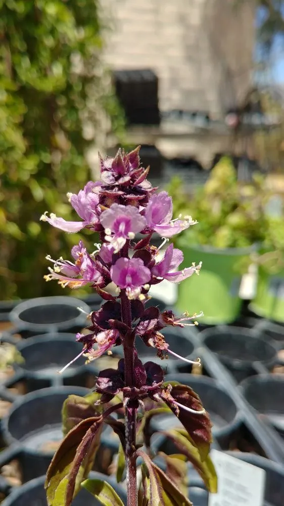 Reliable residential landscaping for residential properties in Tucson, AZ by Silverbell Nursery