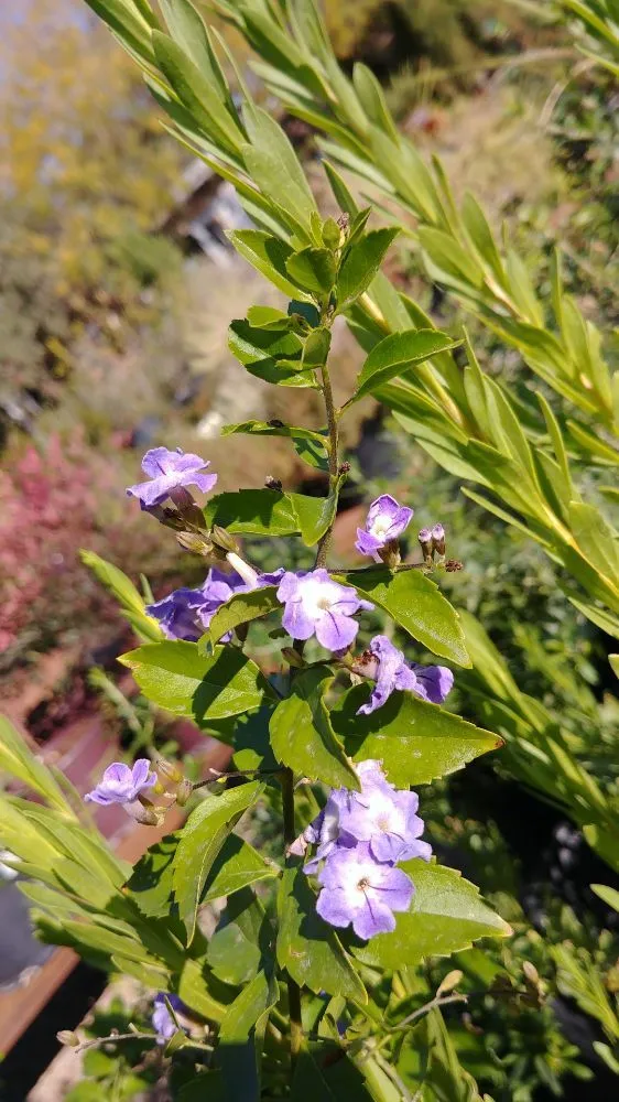 Reliable yard cleanup service for homes across Tucson, AZ - Silverbell Nursery