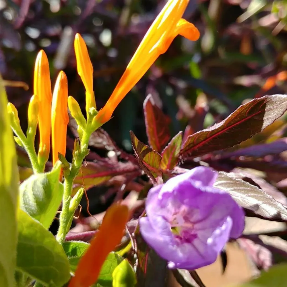 Expert landscaping services near you across Tucson, AZ - Silverbell Nursery