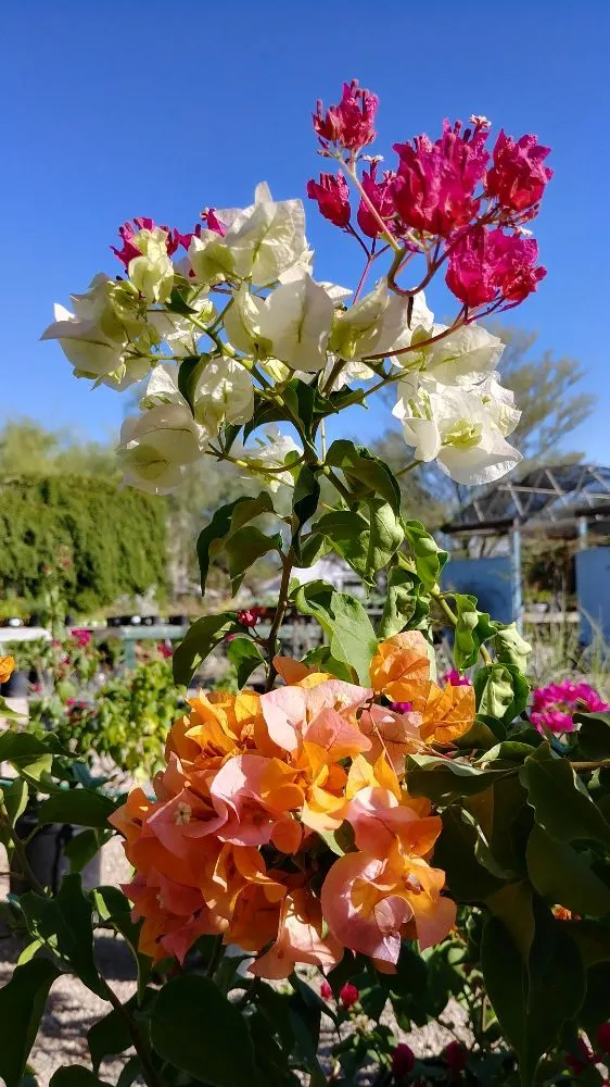 Professional landscaping services for year-round maintenance across Tucson, AZ - Silverbell Nursery