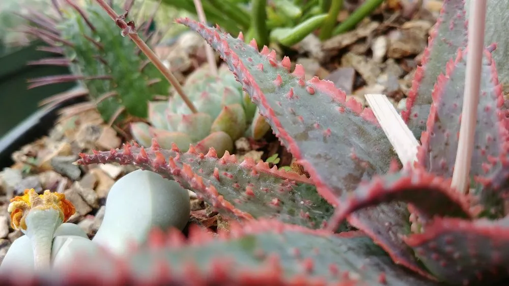 Reliable landscaping services in Tucson, AZ by Silverbell Nursery