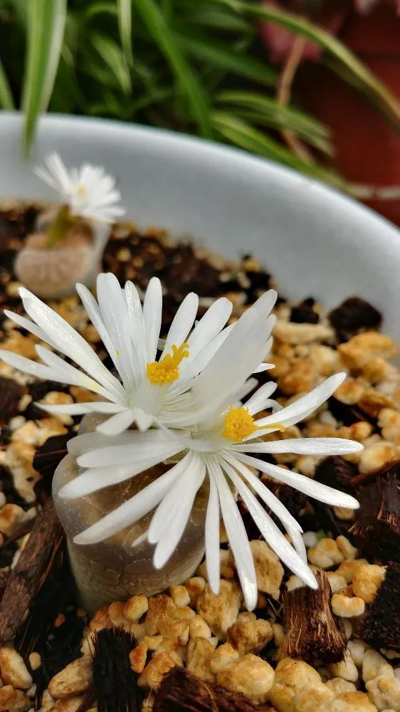 Custom outdoor landscaping experts serving Tucson, AZ - Silverbell Nursery