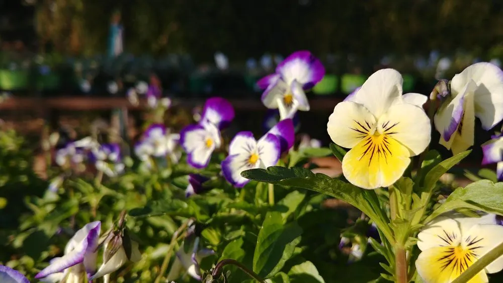 Reliable outdoor landscaping for year-round maintenance across Tucson, AZ - Silverbell Nursery