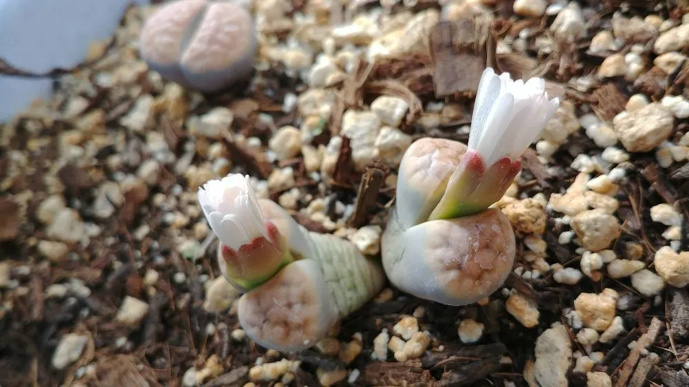 Affordable residential landscaping experts serving Tucson, AZ - Silverbell Nursery