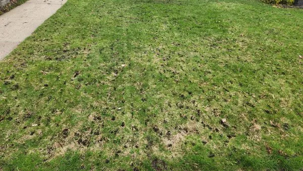 SilverBlade Lawn and Landscape Logo