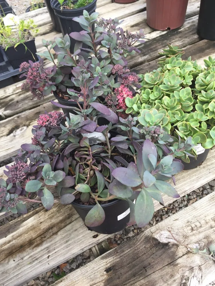 Affordable landscape design in Lorton, VA - Silverbrook Nursery & Landscaping