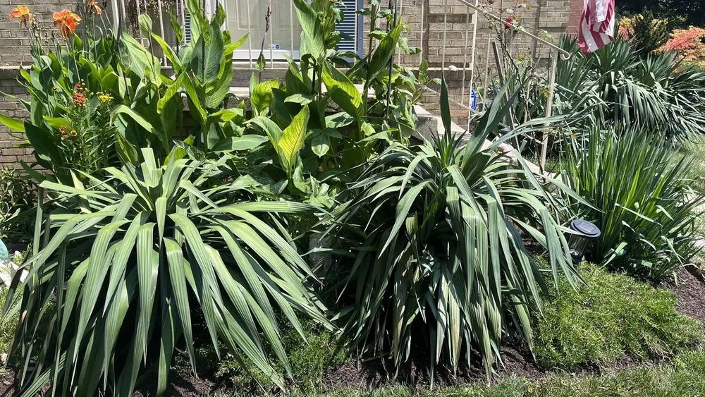 Trusted yard maintenance near you across Lorton, VA - Silverbrook Nursery & Landscaping