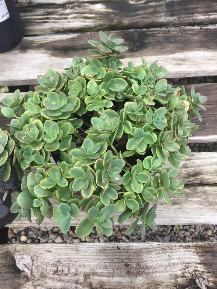 Top-rated landscaping services experts serving Lorton, VA - Silverbrook Nursery & Landscaping