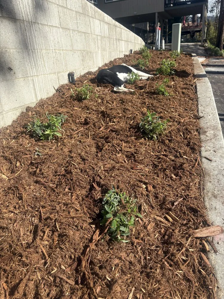 Affordable lawn mowing service in Oakhurst, CA by Silverfox Gardens