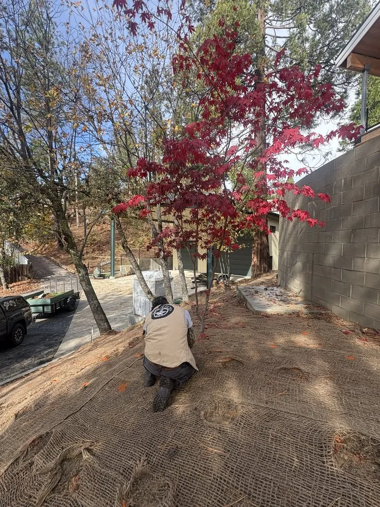 Top-rated yard maintenance in Oakhurst, CA by Silverfox Gardens