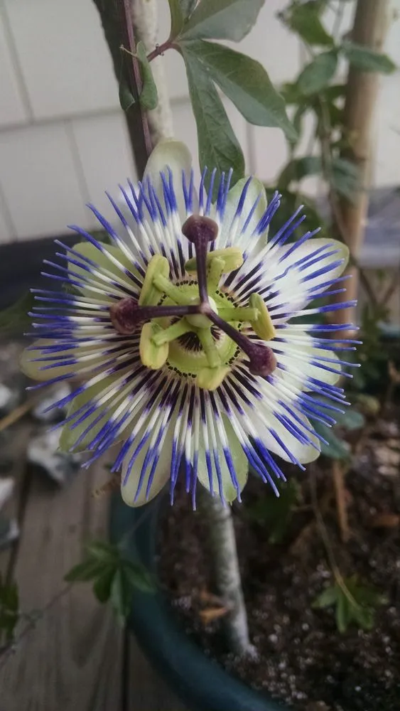 Affordable outdoor landscaping in East Hampton, CT by SilverFox Land Care