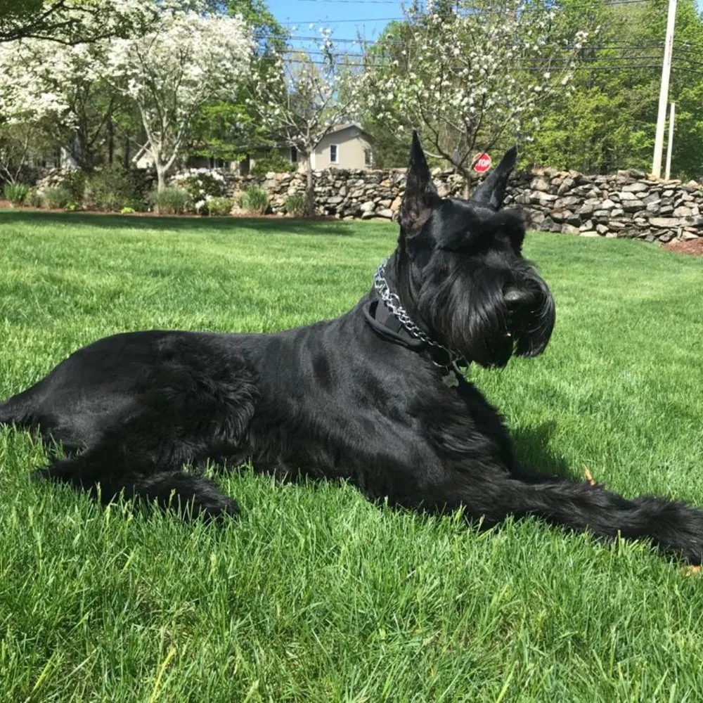 Affordable landscape design in Trumbull, CT by Silverhill Landscaping