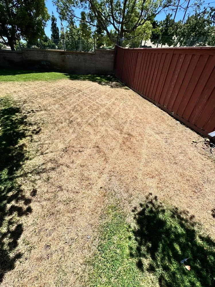 Trusted yard cleanup service in Escondido, CA - Silverio Landscaping Services