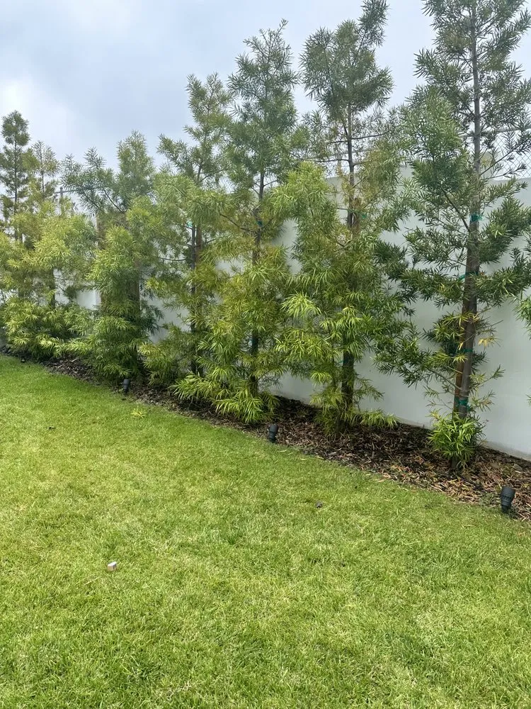 Affordable landscape design near you in Escondido, CA by Silverio Landscaping Services