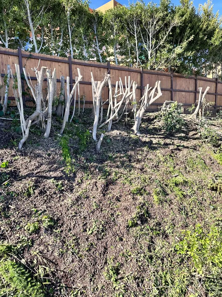 Top-rated yard cleanup service for outdoor upgrades across Escondido, CA - Silverio Landscaping Services