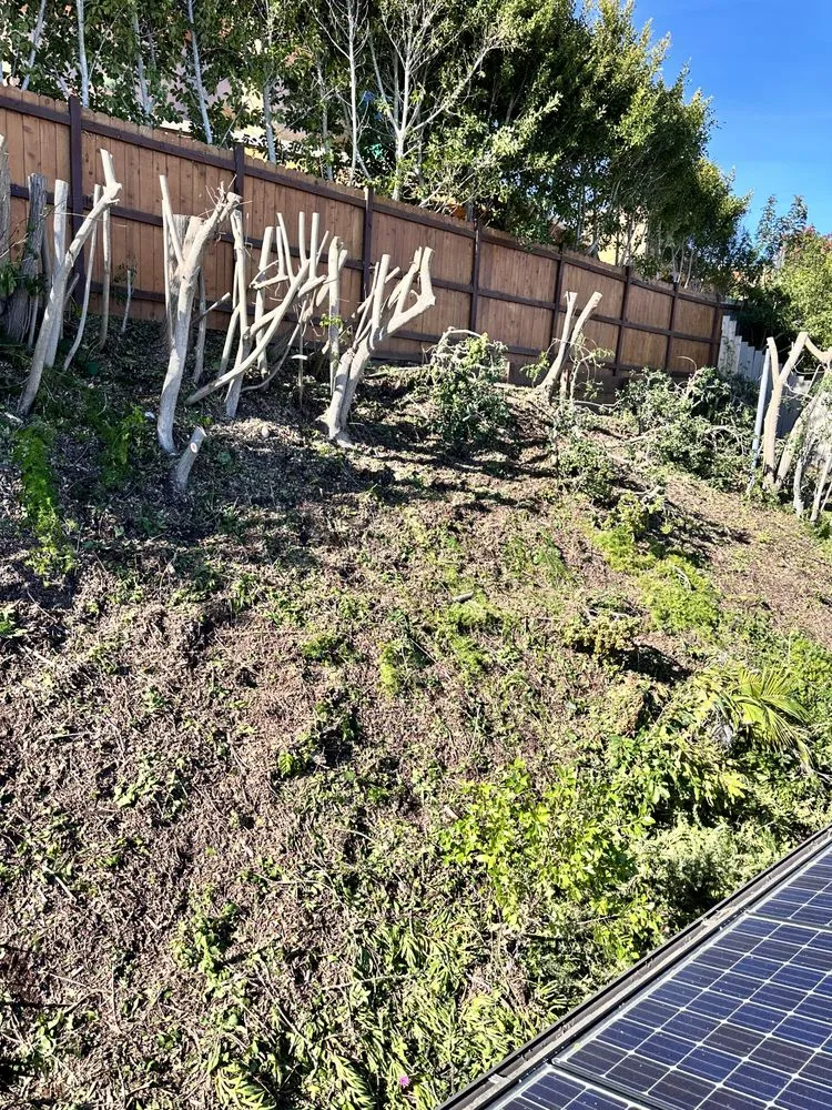 Expert lawn care service in Escondido, CA by Silverio Landscaping Services