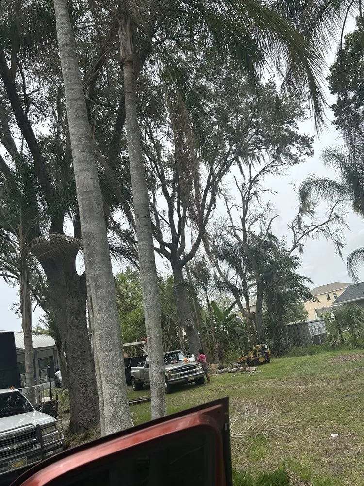 Top-rated yard maintenance experts serving Palmetto, FL - Silverio Tree Service