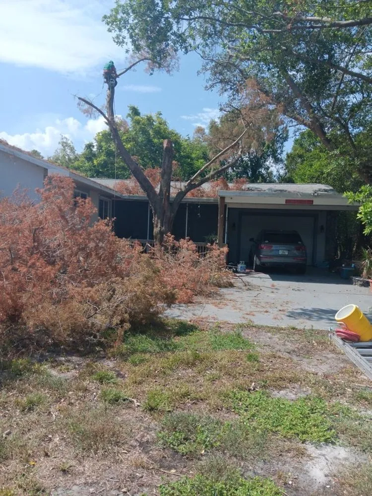 Top-rated landscaping services experts serving Palmetto, FL - Silverio Tree Service