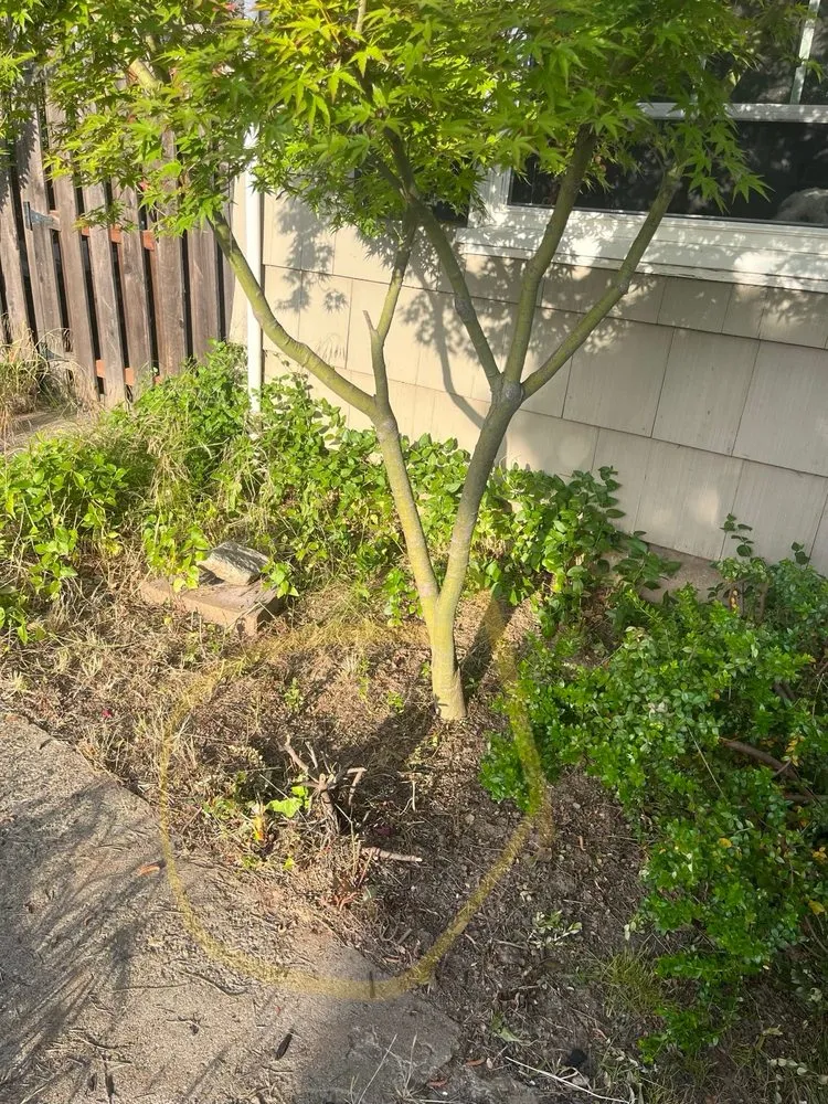 Trusted outdoor landscaping for residential properties in Elverta, CA by Silvers Landscaping