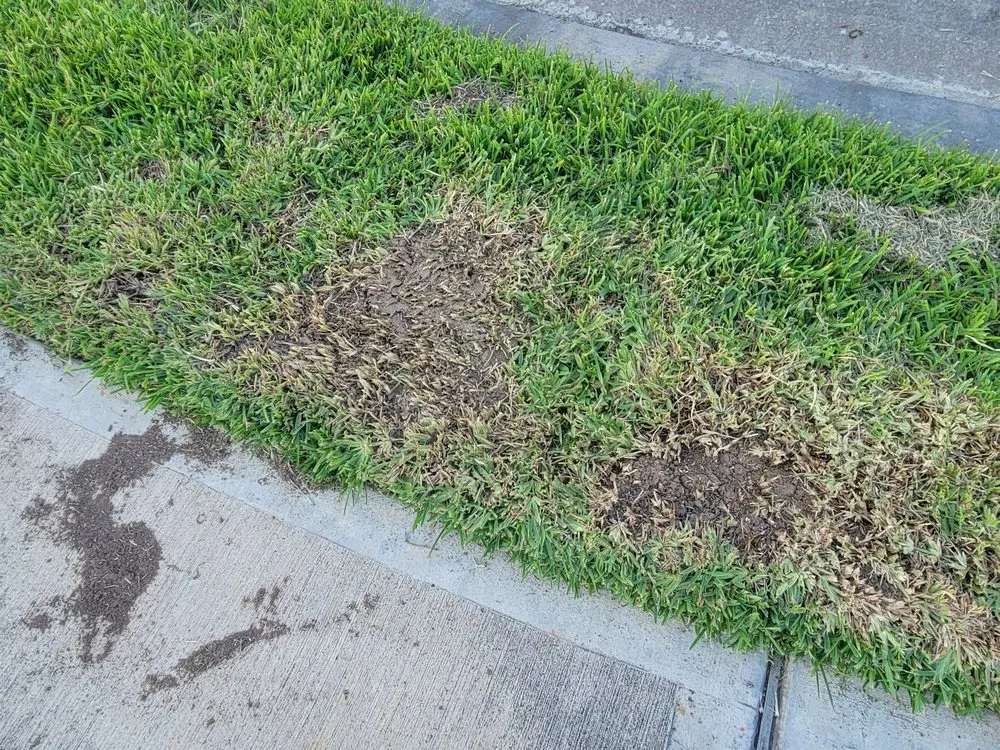 Trusted garden landscaping for year-round maintenance across Houston, TX - Silversand Services