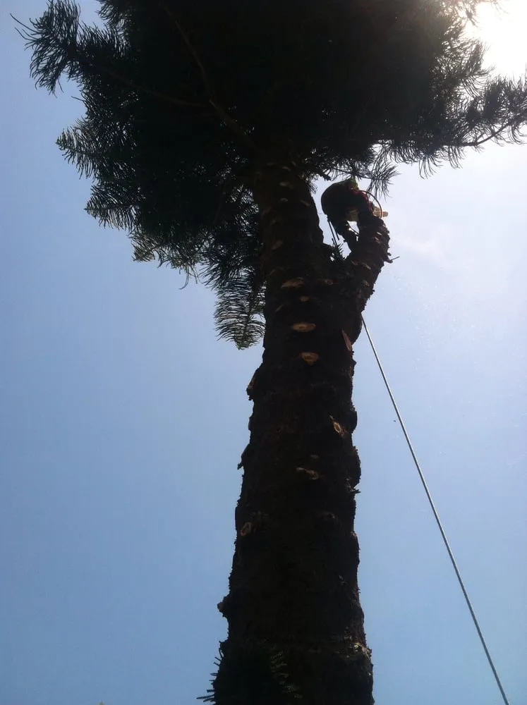 Professional lawn mowing service experts serving Seminole, FL - Silverson Tree and Landscape