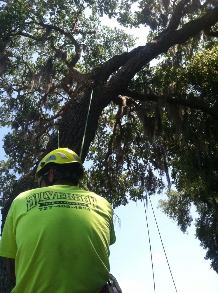 Top-rated landscape design experts serving Seminole, FL - Silverson Tree and Landscape