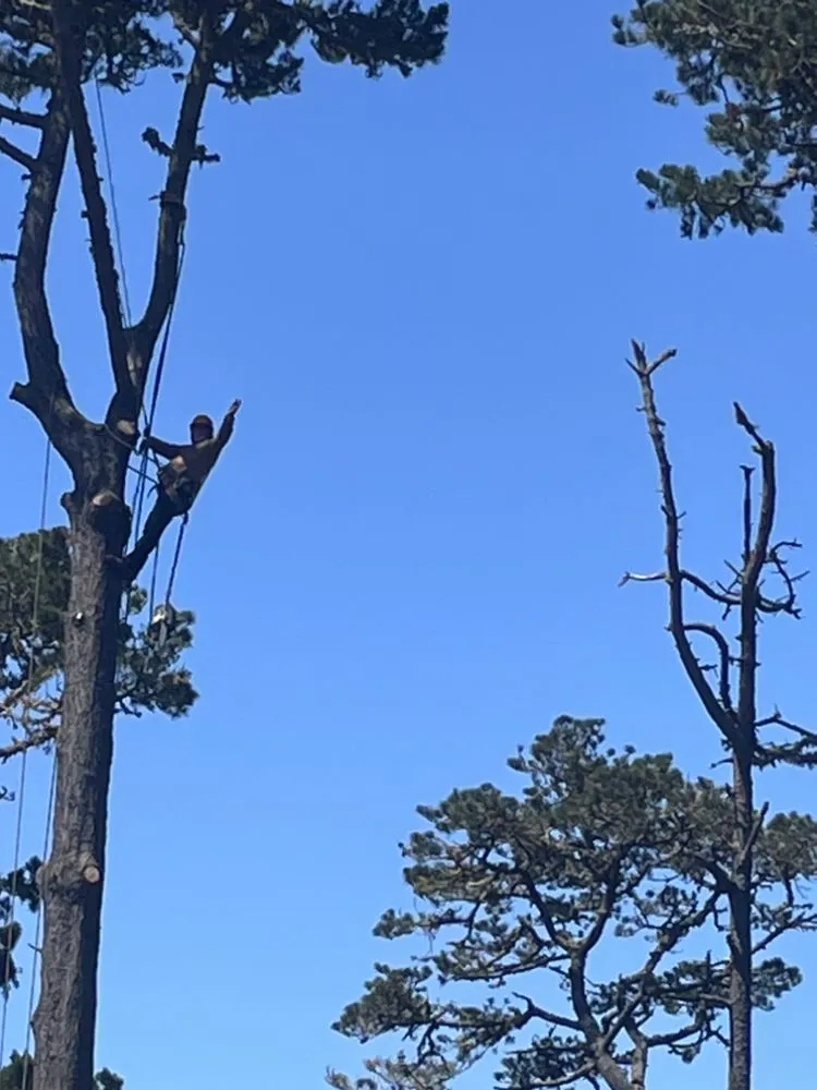 Local outdoor landscaping experts serving Salinas, CA - Silverstone Landscaping & Tree Services