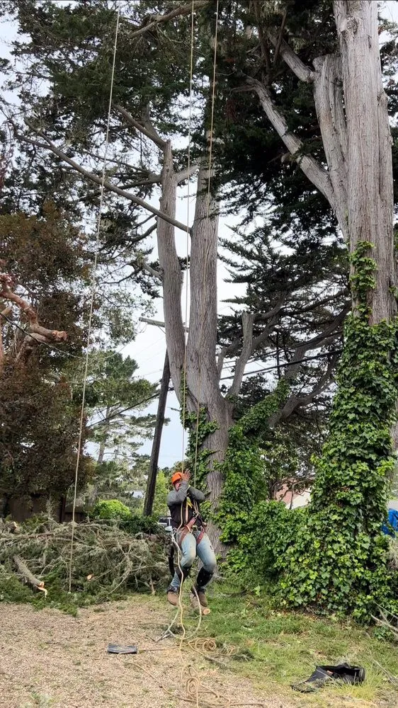 Expert yard cleanup service near you in Salinas, CA by Silverstone Landscaping & Tree Services