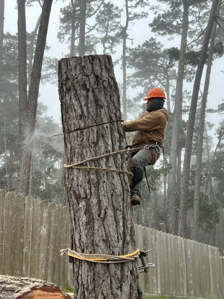 Affordable yard maintenance experts serving Salinas, CA - Silverstone Landscaping & Tree Services